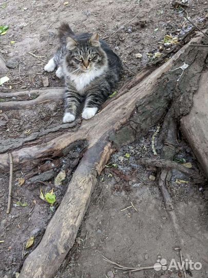 Кот необыкновенной красоты ищет себе хозяина