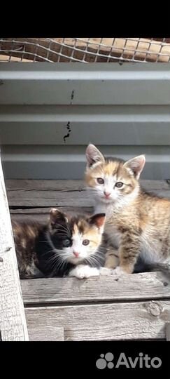 Котята в добрые руки бесплатно
