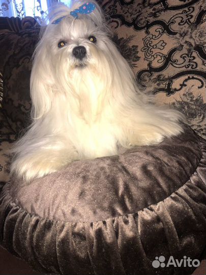 Вязка мальтезе