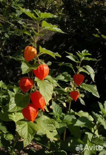 Многолетники