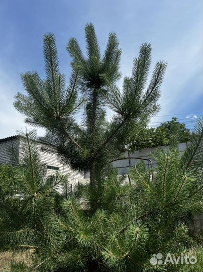 Крымская сосна