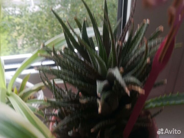 Алое-столетник, лечебное, хавортия красивая