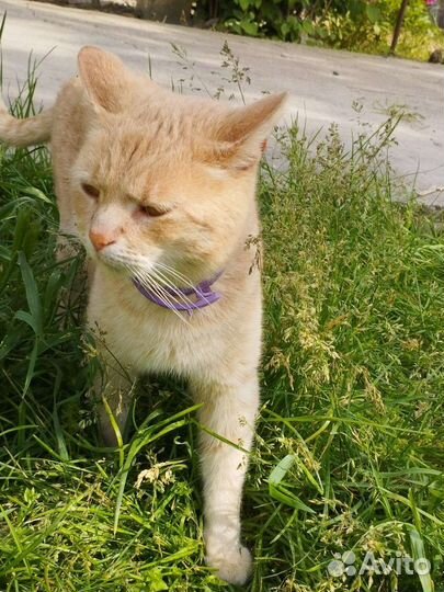 Кот в любящую семью