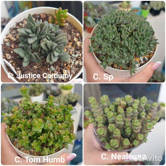 Крассулы суккуленты