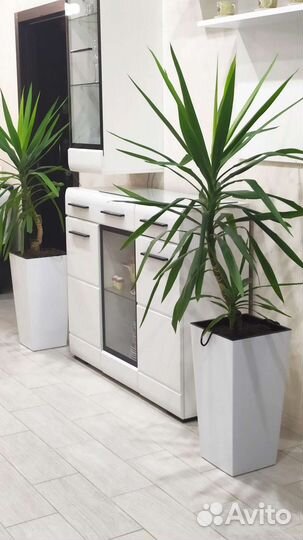 Пальма юкка