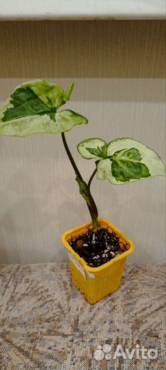 Сингониумы