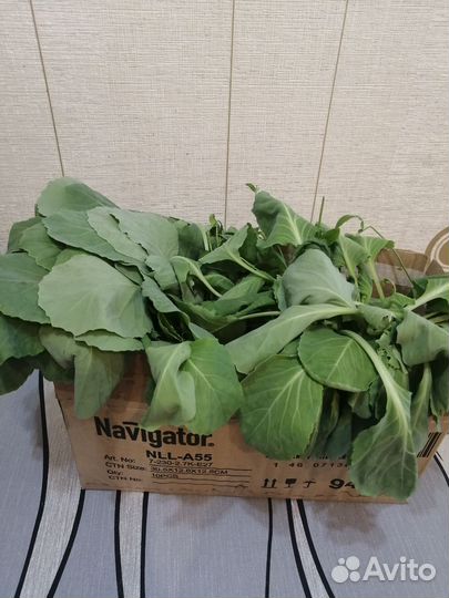 Рассада капусты