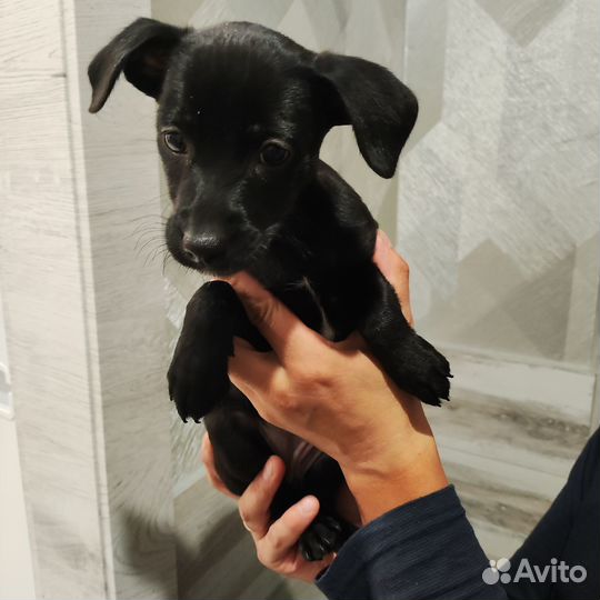 Пуховочки ксоло