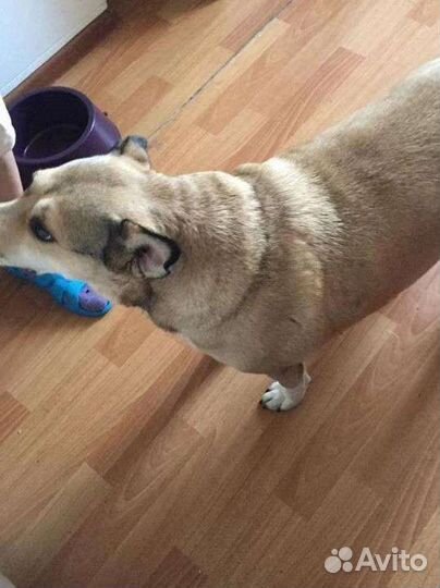 Собака бесплатно