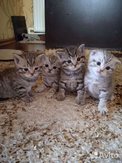 Британская шиншилла вязка