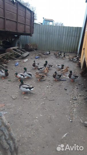 Домашняя кряква