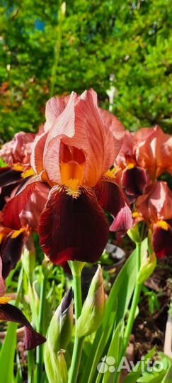 Ирисы сортовые бородатые