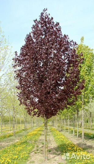 Тополь краснолистный или дланевидный