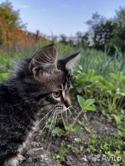 Отдам в добрые руки котят - девочки