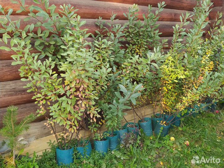 Саженцы вишни бессея