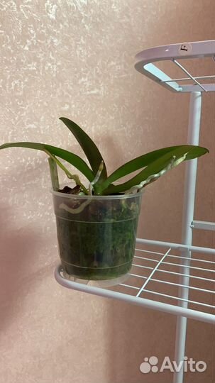 Phal. Miki Dance / phal. White swan