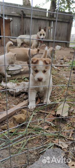 Щенки в добрые руки