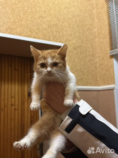 Котенок в добрые руки