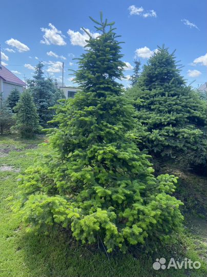 Пихта Кедр Ели Туи Качество VIP