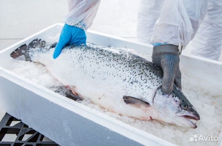 Форель охлажденная из Мурманска