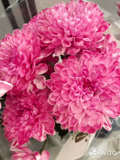 Цветы хризантемы и букеты с доставкой