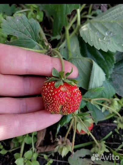 Рассада клубники, крестовник Роули