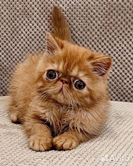Экзотический котенок