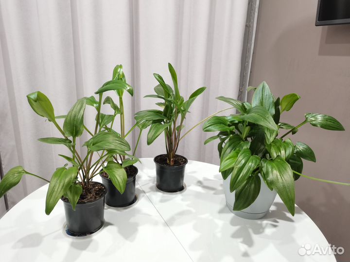 Дримиопсис