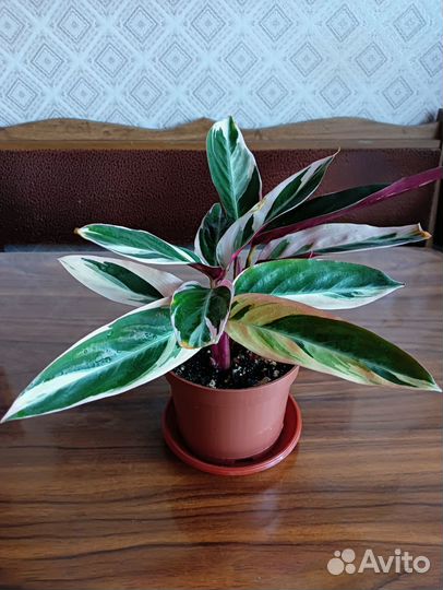 Строманта триостар (триколор)