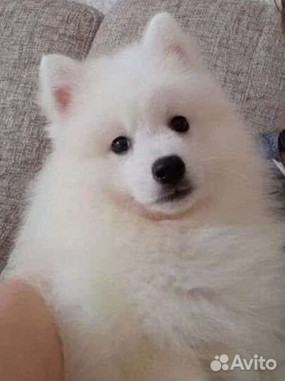 Японский шпиц