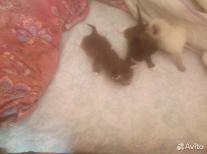 Котята отдам в добрые руки бесплатно