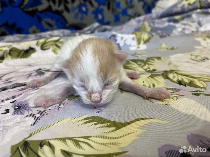 Кошки в добрые руки