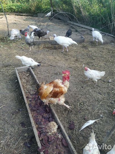 Петухи
