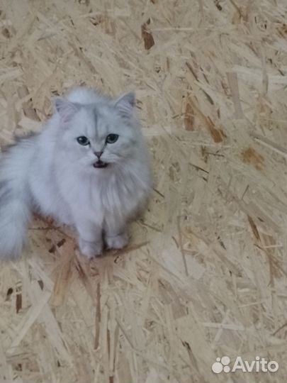 Британка