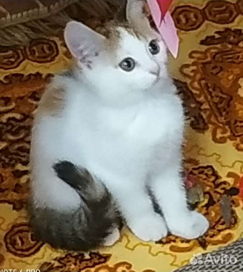 Котенок 3 мес. Девочка