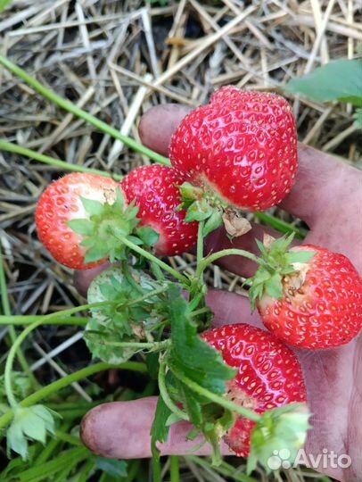 Рассада клубники