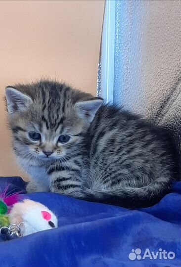 Манчкинмальчишка стандарт