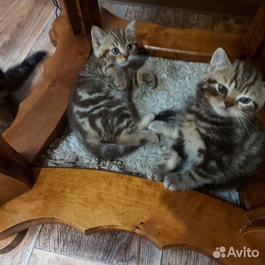 Шотландский прямоухий красавчик