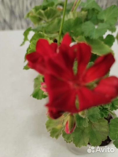 Комнатные цветы- эписция и герань