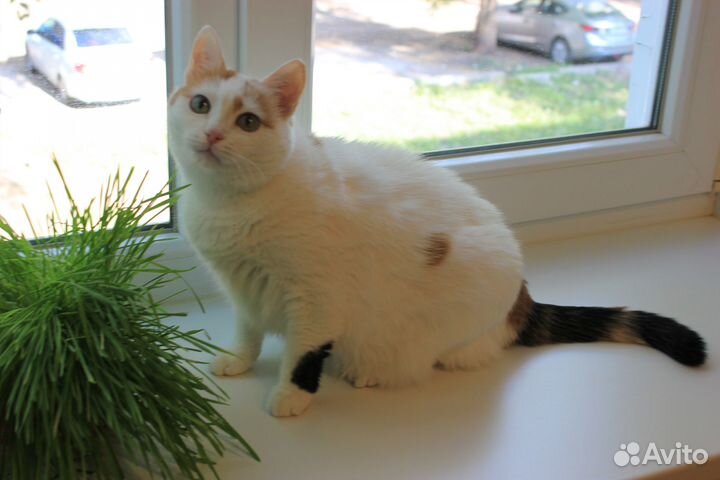 Нежная кошечка в добрые и ответственные руки