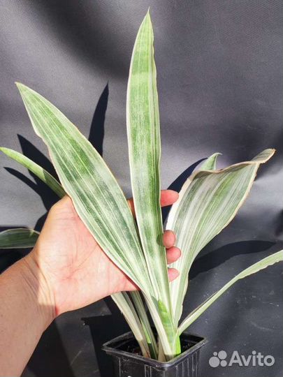 Сансевиерия Манолин -Sansevieria Manolin