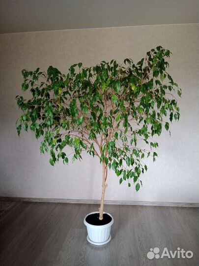 Фикус бенджамина