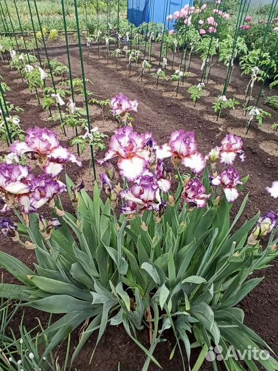 Ирисы сортовые
