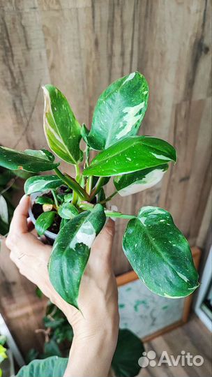 Филодендрон