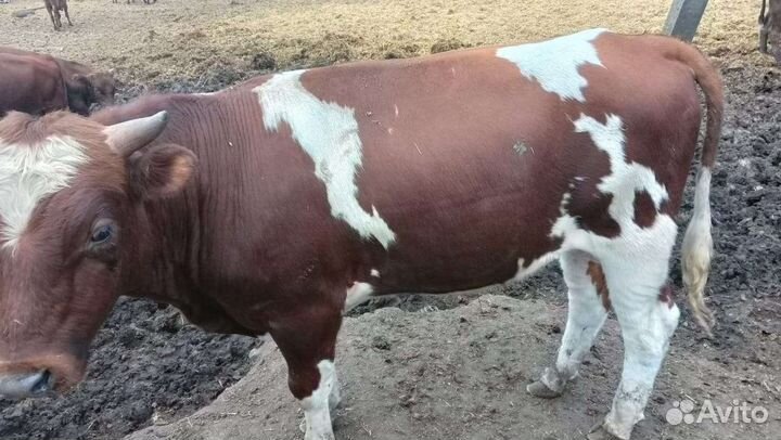 Бычки и быки