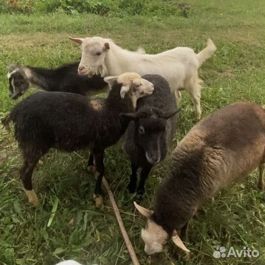 Овцы бараны ягнята