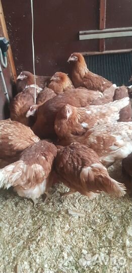 Куры молодки разных пород и несушки
