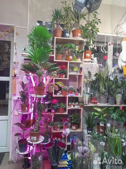 Большой ассортимент комнатных растений