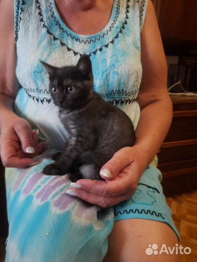 Котенок в дар бесплатно