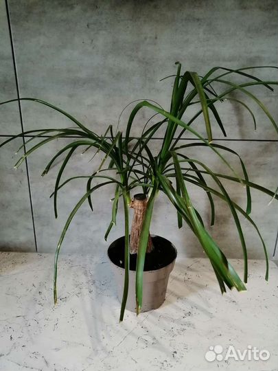 Бокарнея нолина